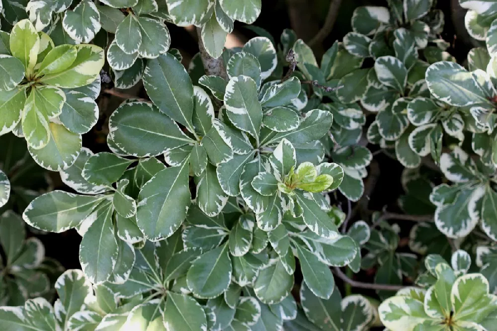 Variegated Pittosporum