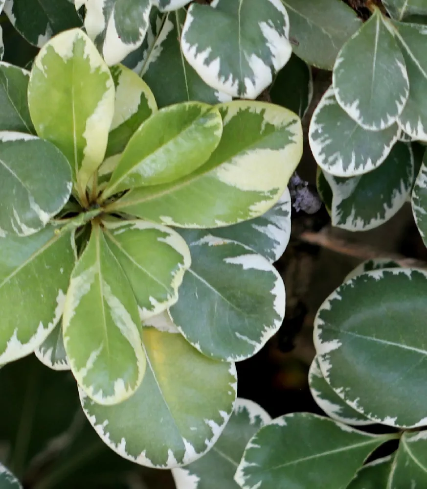 Variegated Pittosporum