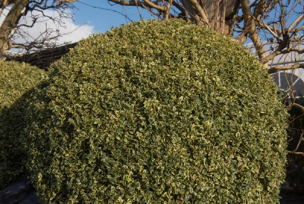 Variegated Boxwood Shrub