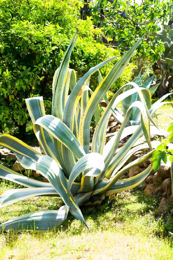 Variegated Century Plant