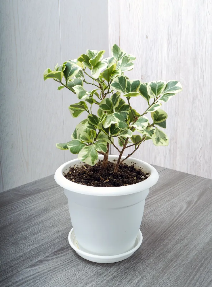 Variegated Ficus Triangularis Tree