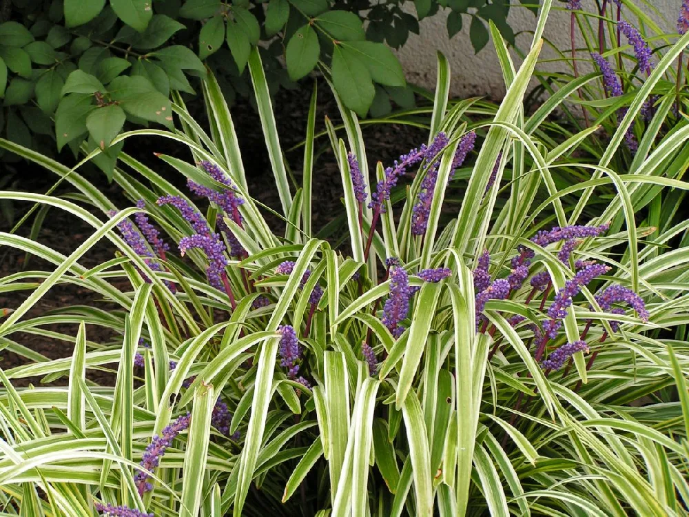 Variegated Liriope Plant