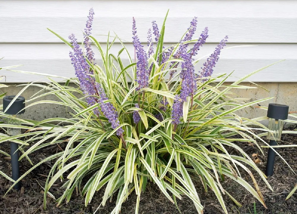 Variegated Liriope Plant