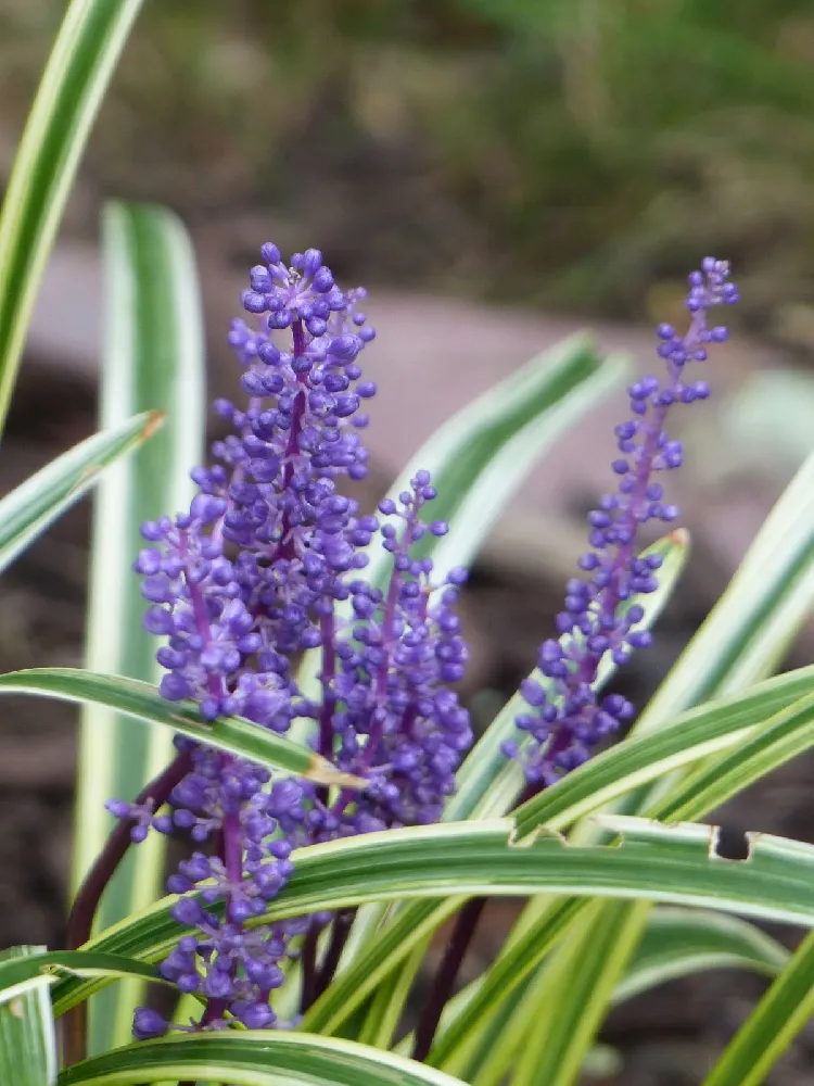 Variegated Liriope Plant