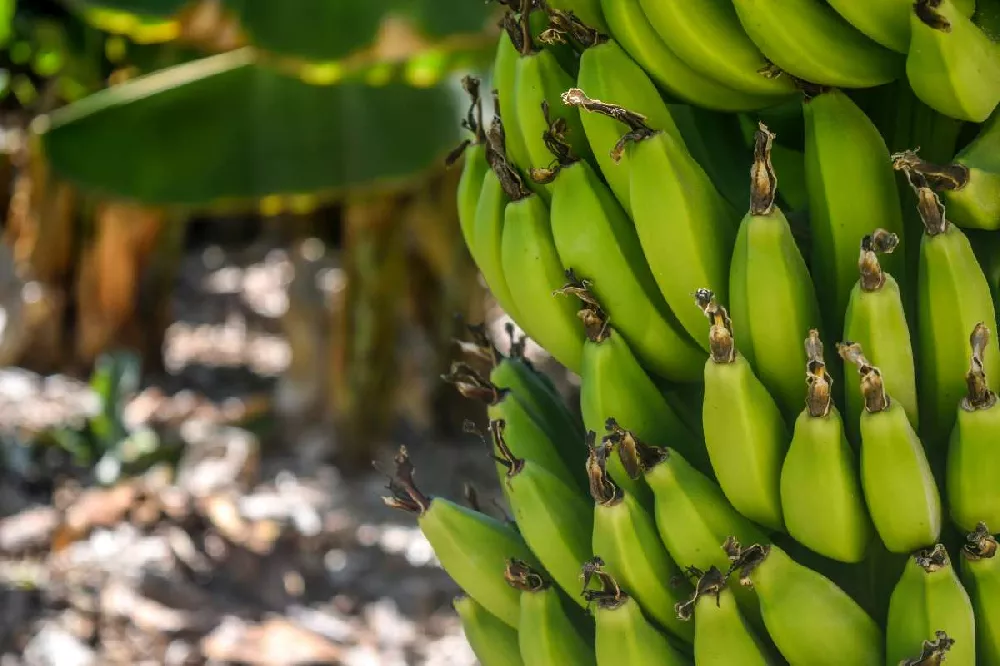 Veranda Banana Tree 2