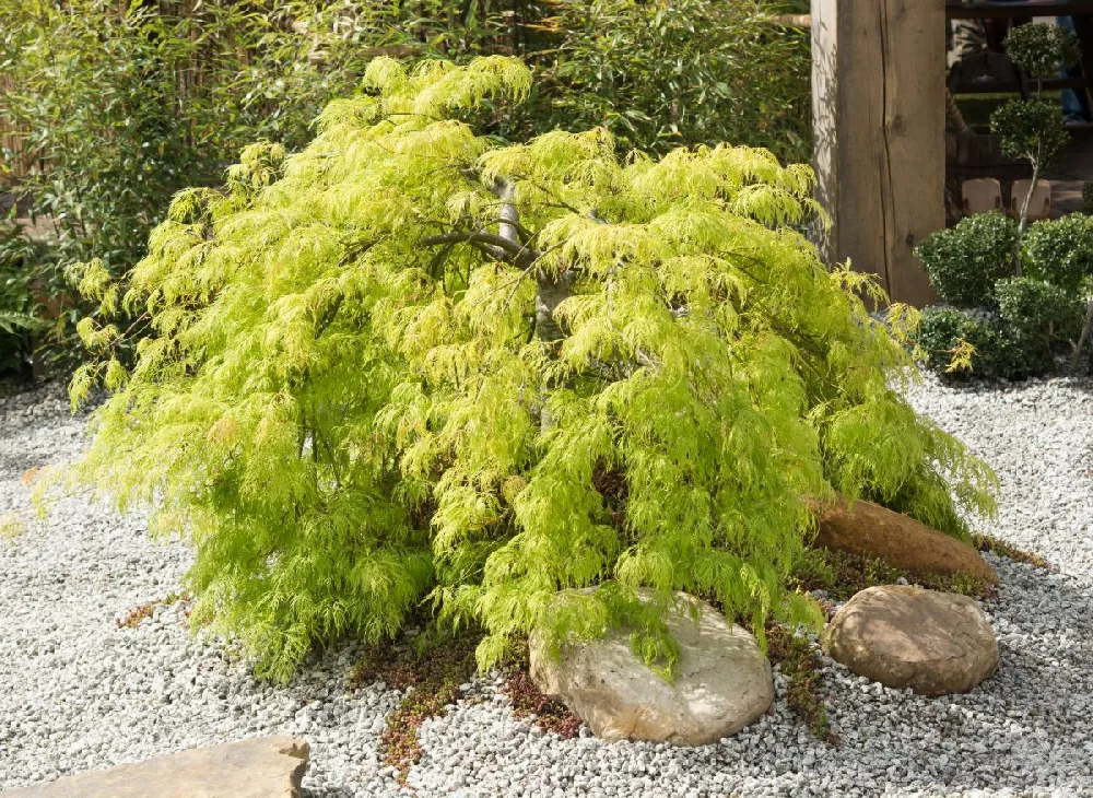 Viridis Weeping Japanese Maple