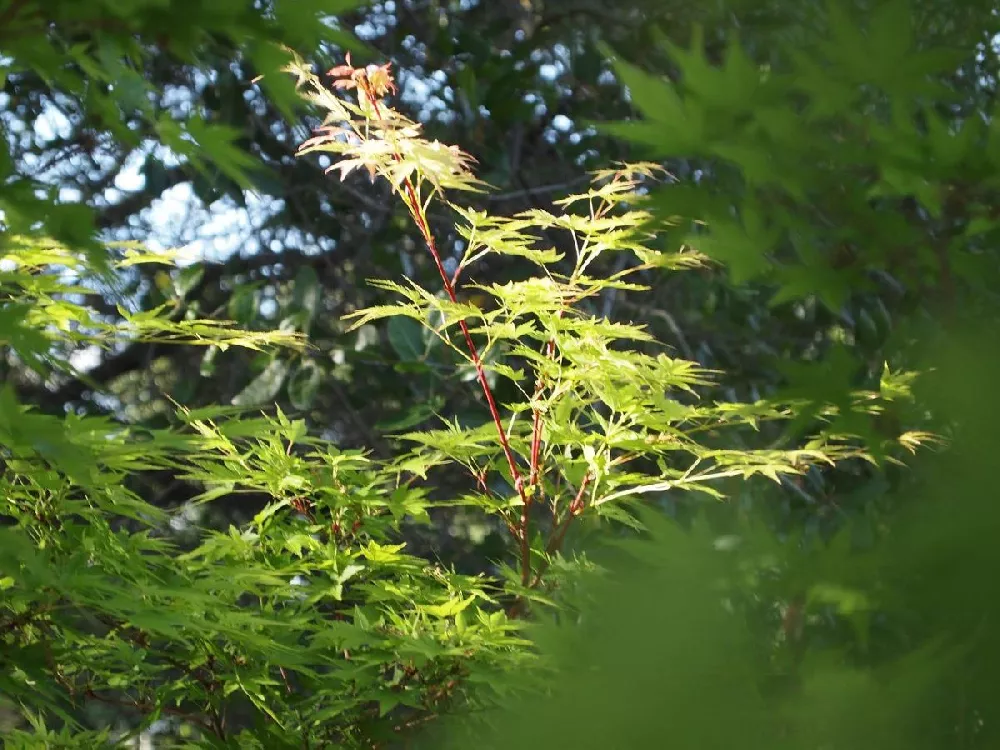 Viridis Weeping Japanese Maple