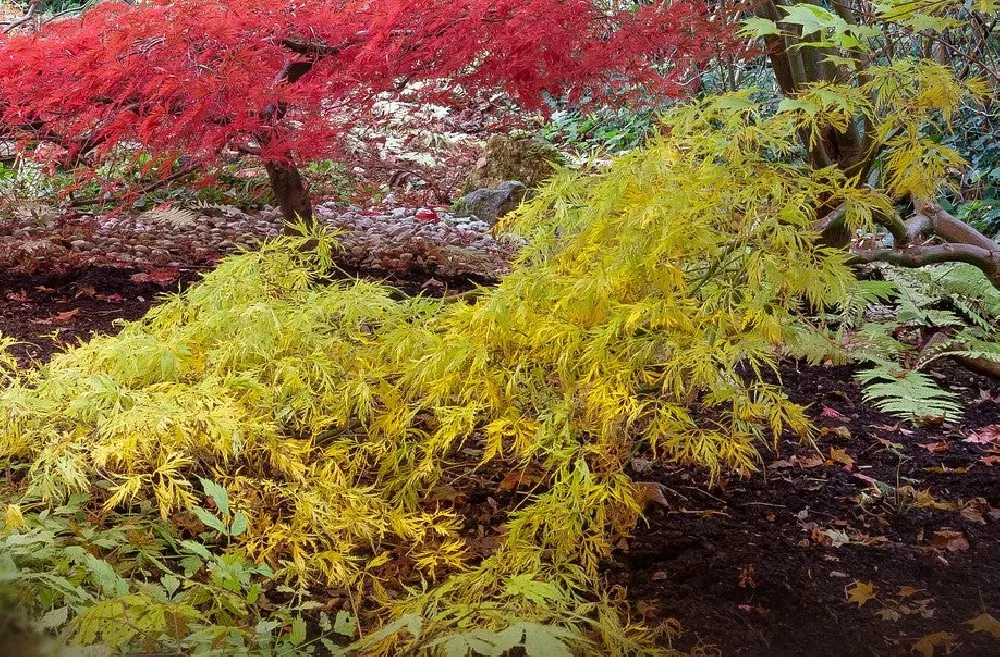 Viridis Weeping Japanese Maple