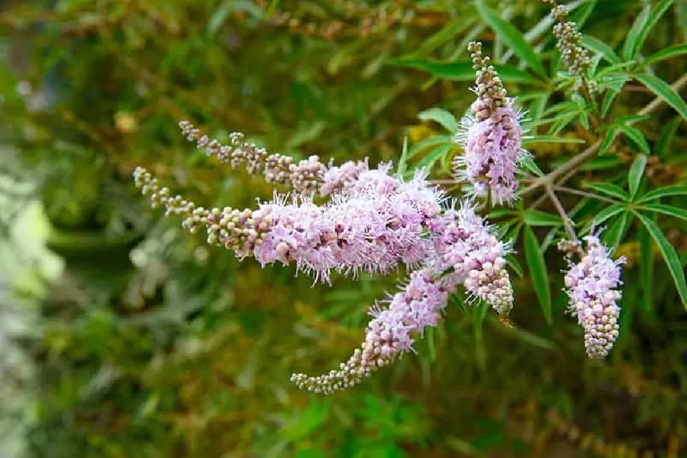 Vitex Chaste Tree close-up