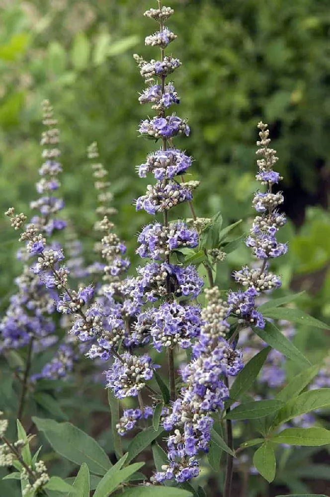 Vitex Chaste Tree flowers