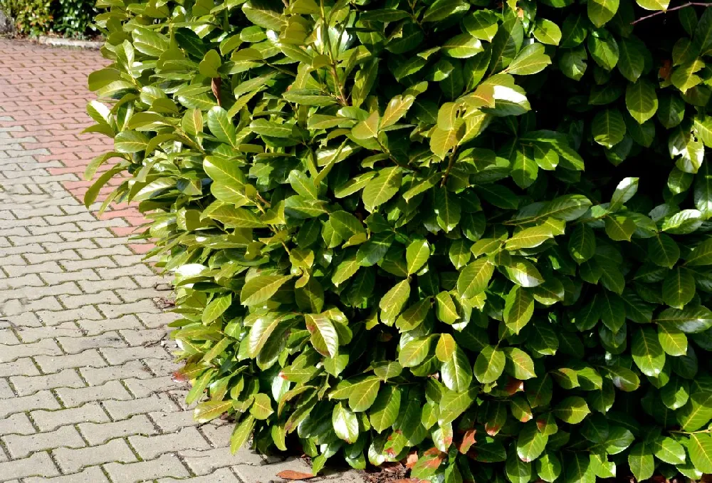 Volcano Cherry Laurel