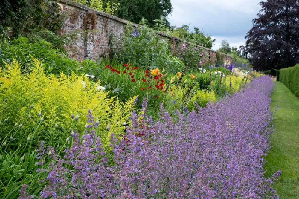 Walker's Low Nepeta Catmint Plant