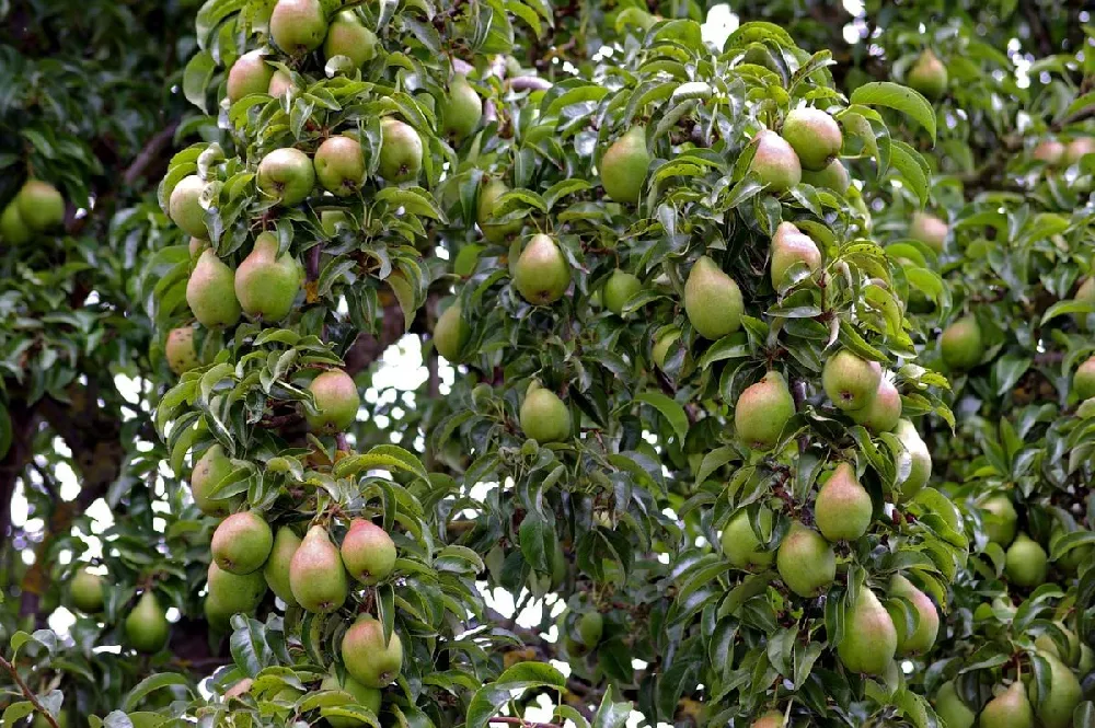 Warren Pear Tree