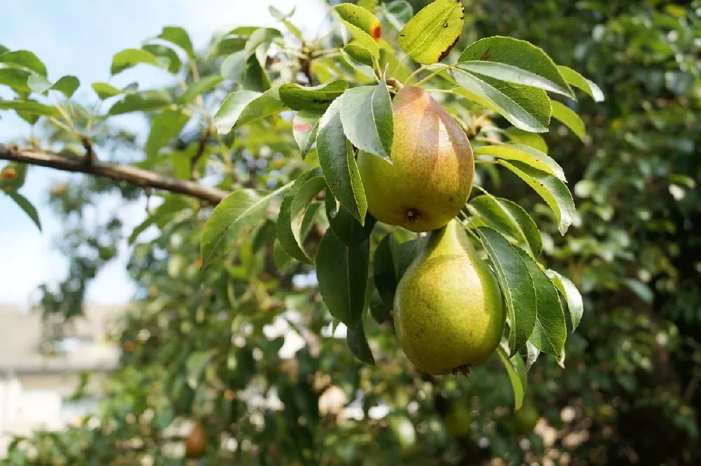 Warren Pear Tree 2