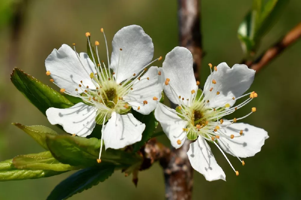 Warren Pear Tree 3