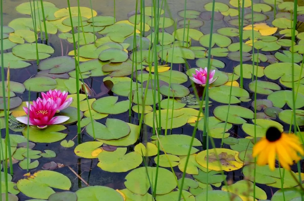 Water Lily flowers