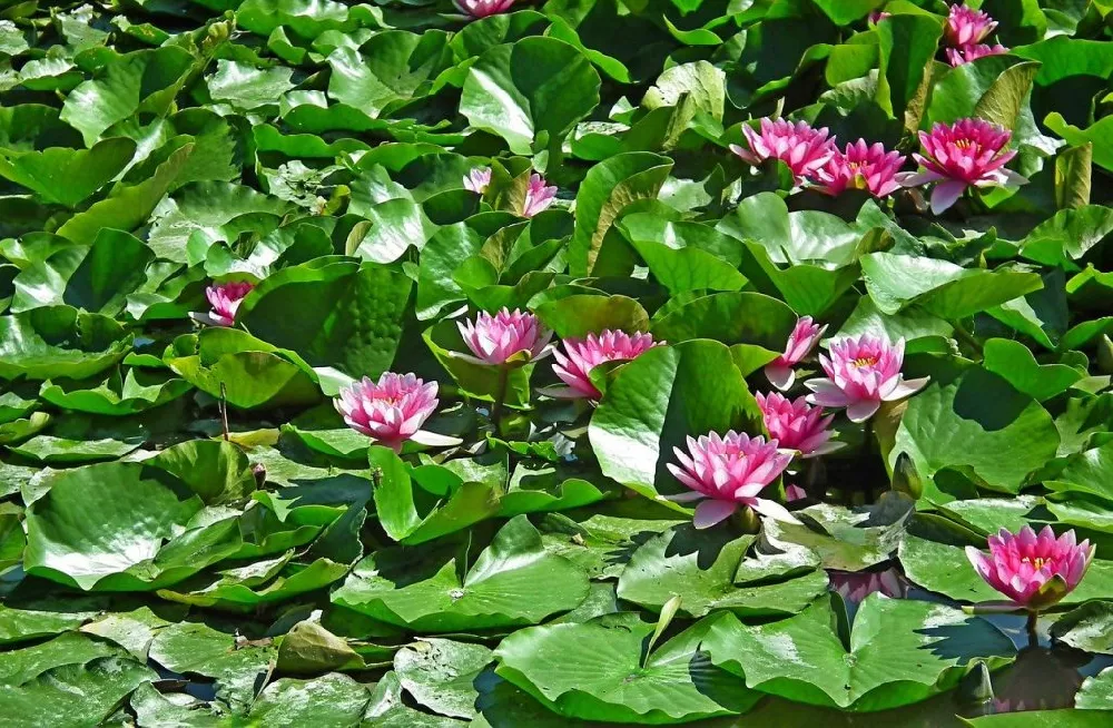 Water Lily flowers up close