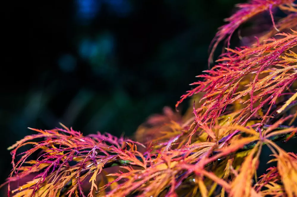 Waterfall Japanese Maple