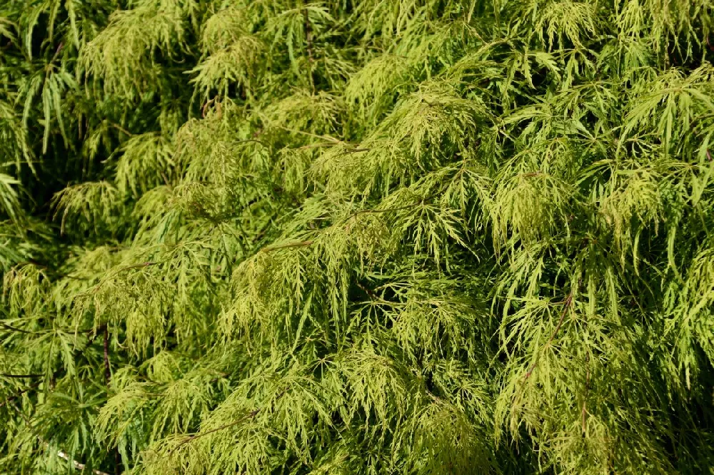 Waterfall Japanese Maple