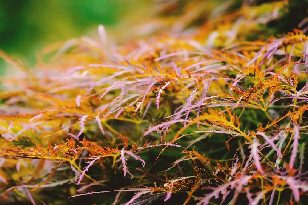 Waterfall Japanese Maple