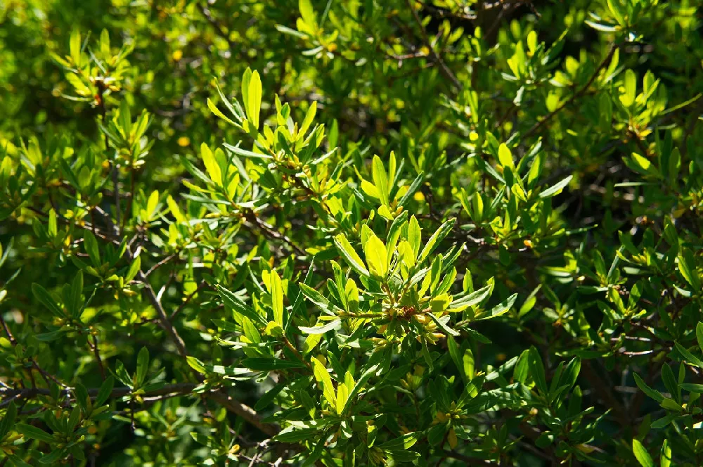 Wax Myrtle Tree