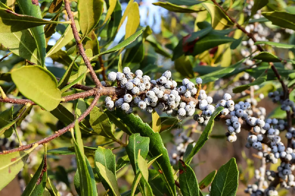 Wax Myrtle Tree Berries