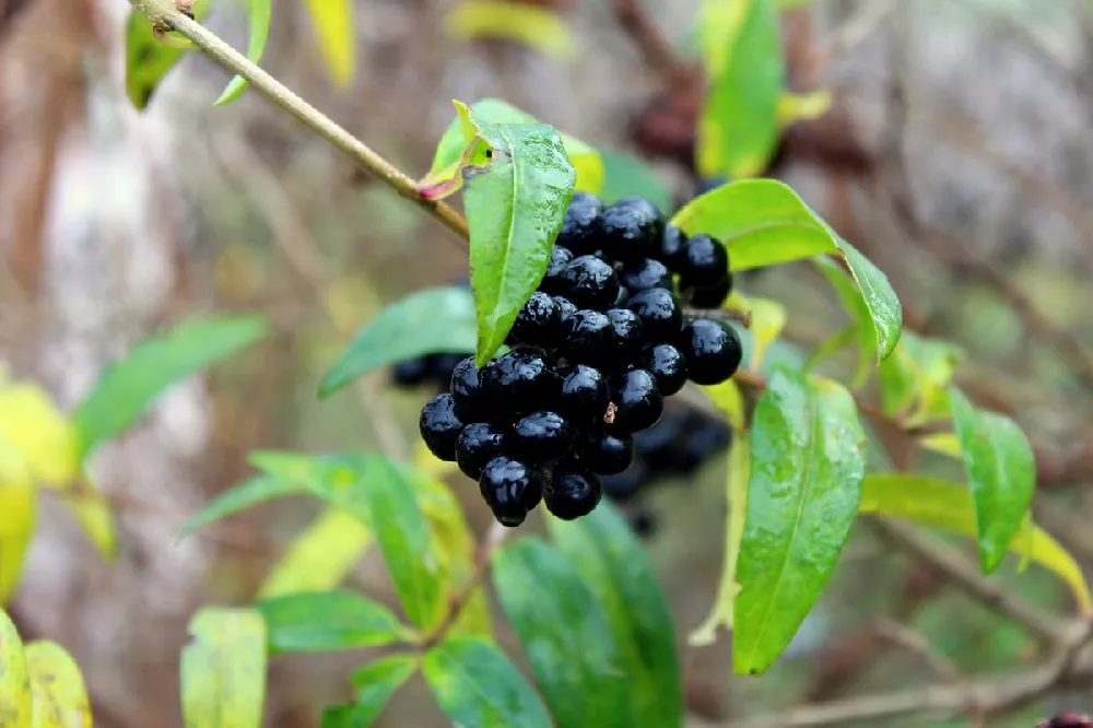 Waxleaf Privet Hedge fruits