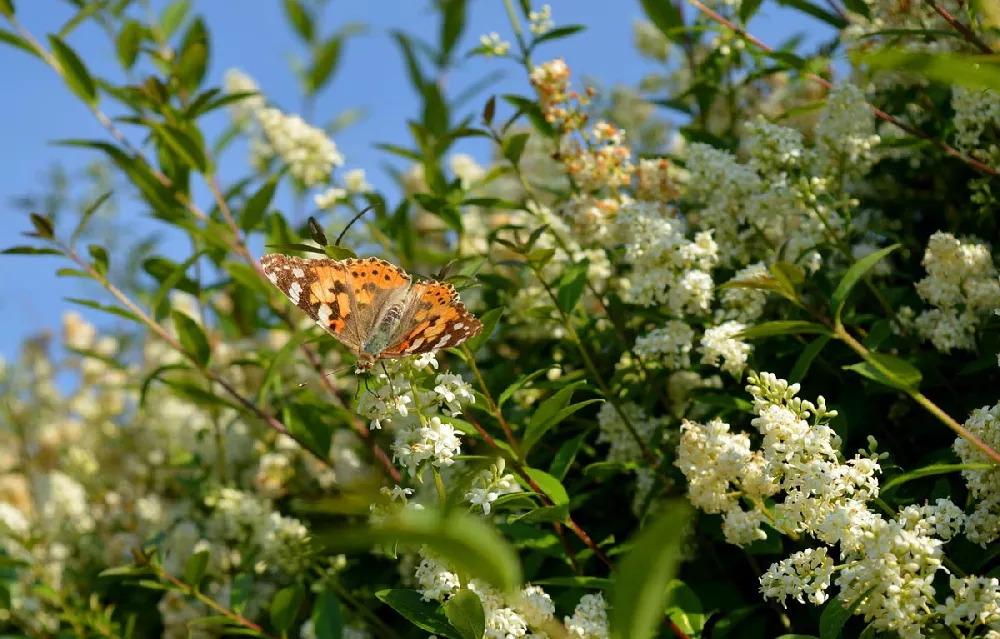 Waxleaf Privet Hedge flower