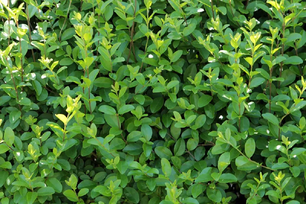 Waxleaf Privet Hedge leaves