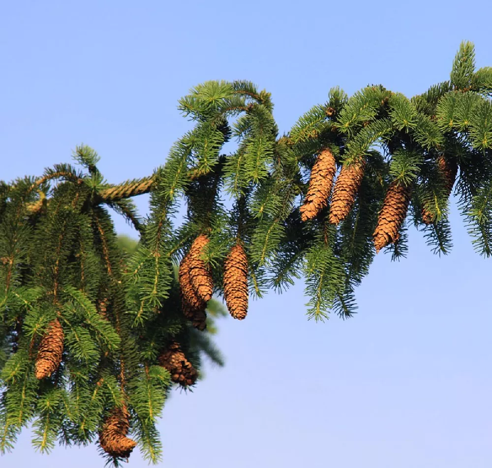 Weeping Norway Spruce 1