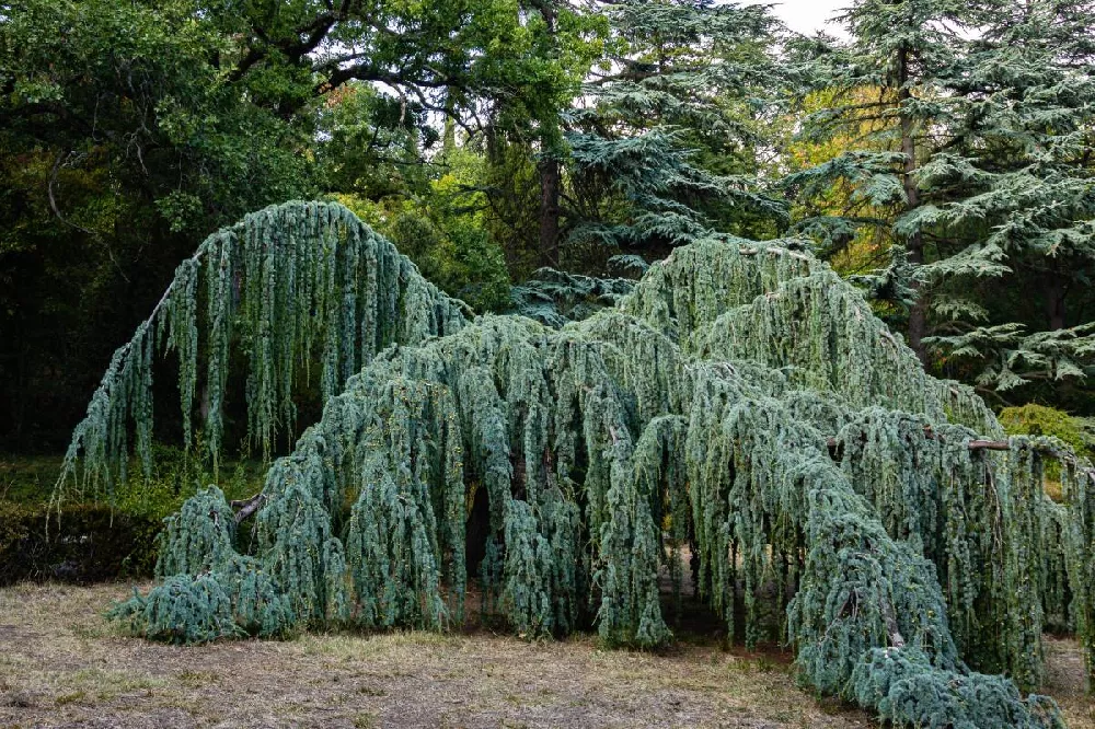 Weeping Blue Atlas Cedar Tree