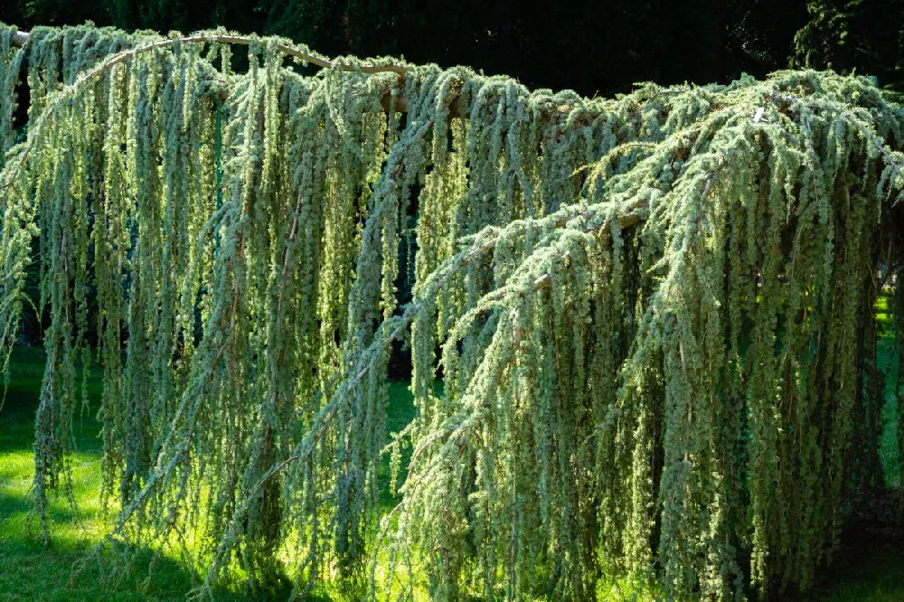 Weeping Blue Atlas Cedar Tree