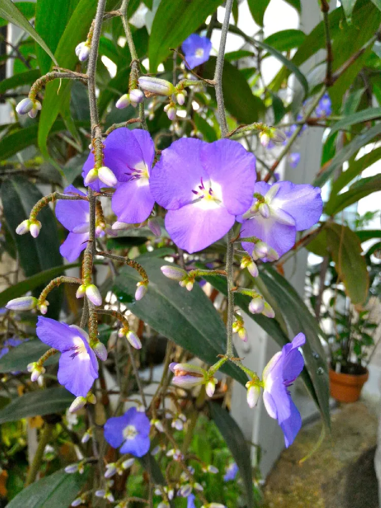 Blue Ginger Plant