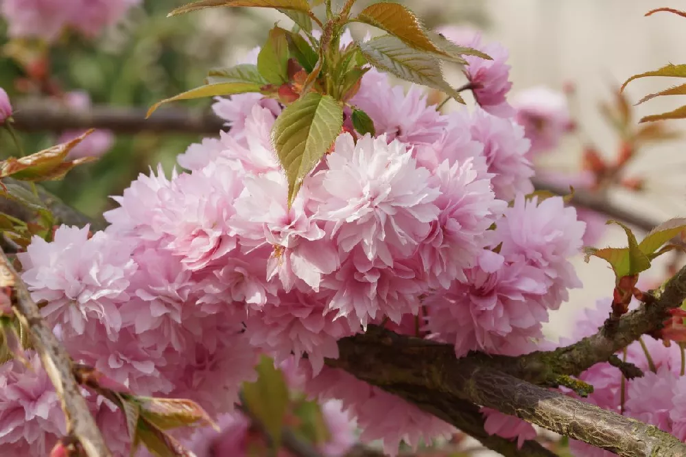 Weeping Extraordinaire™ Cherry