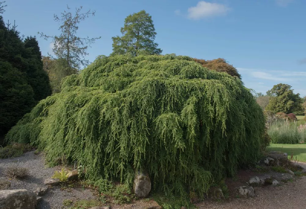 Weeping Hemlock