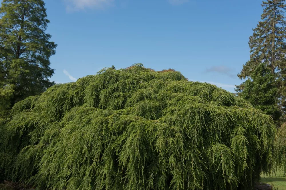 Weeping Hemlock