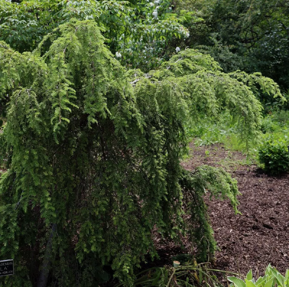 Weeping Hemlock