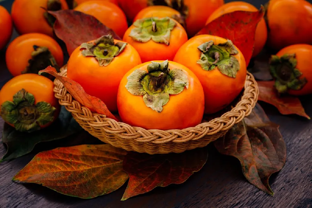 Weeping Persimmon