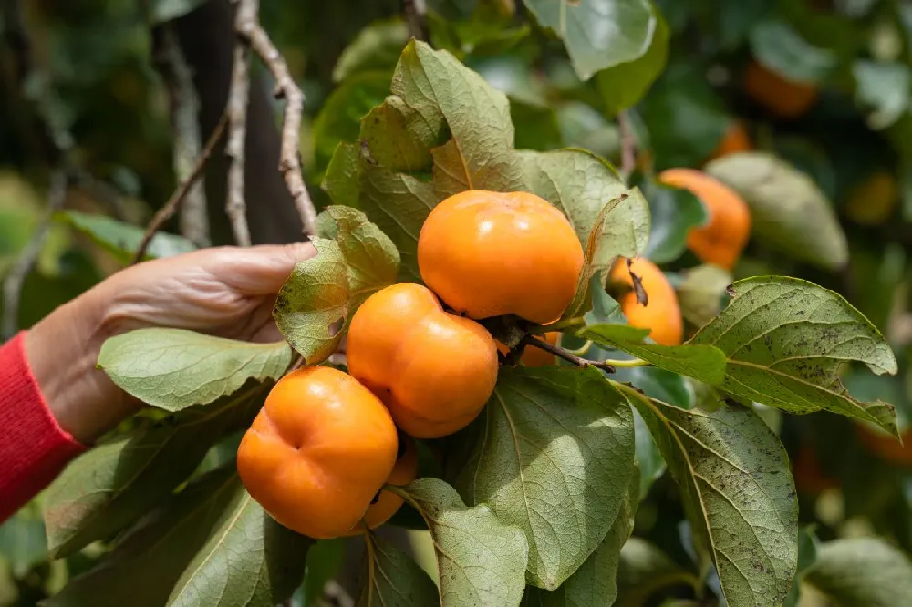 Weeping Persimmon