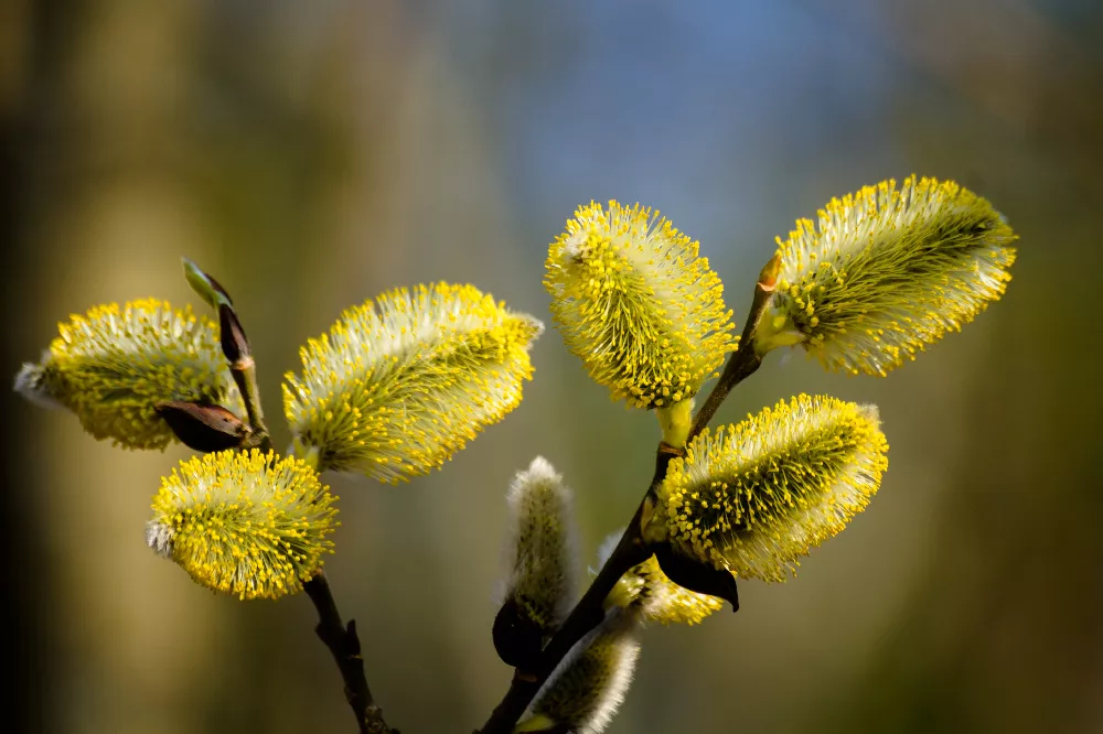 WeepingPussyWillowPhoto1