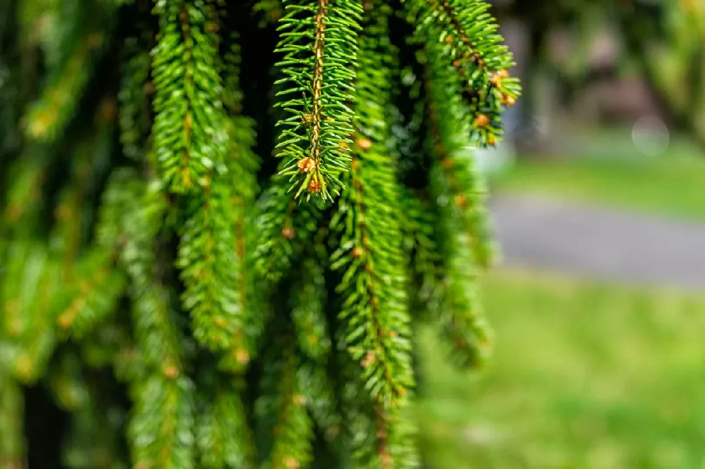 Weeping White Spruce