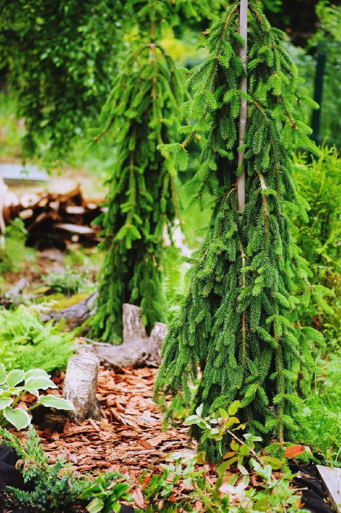 Weeping White Spruce