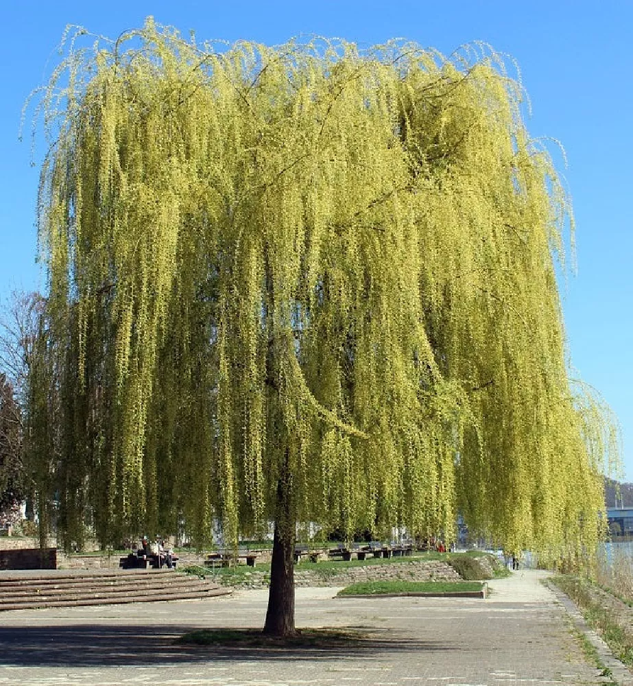 Weeping Willow in Sun