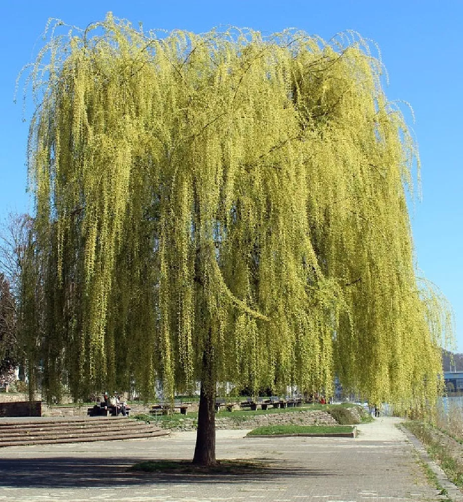 Weeping willow, tree