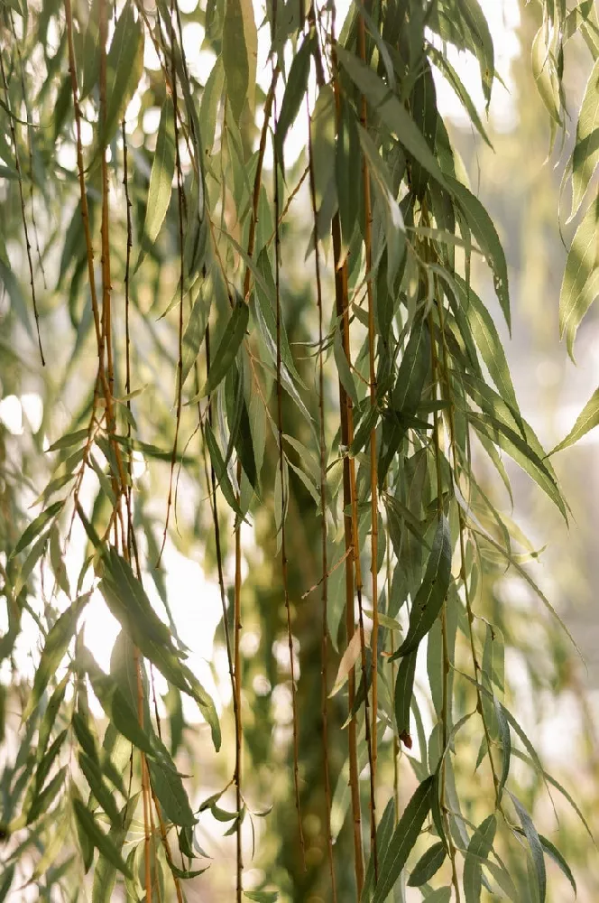 Weeping Willow leaves