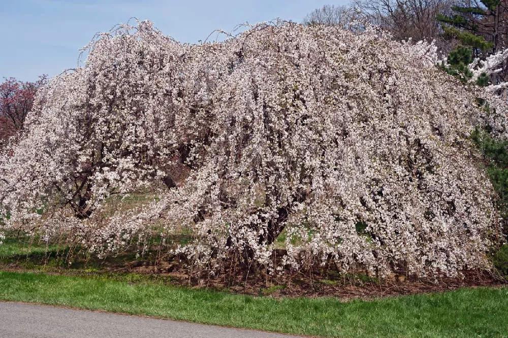 Weeping Yoshino Cherry Tree