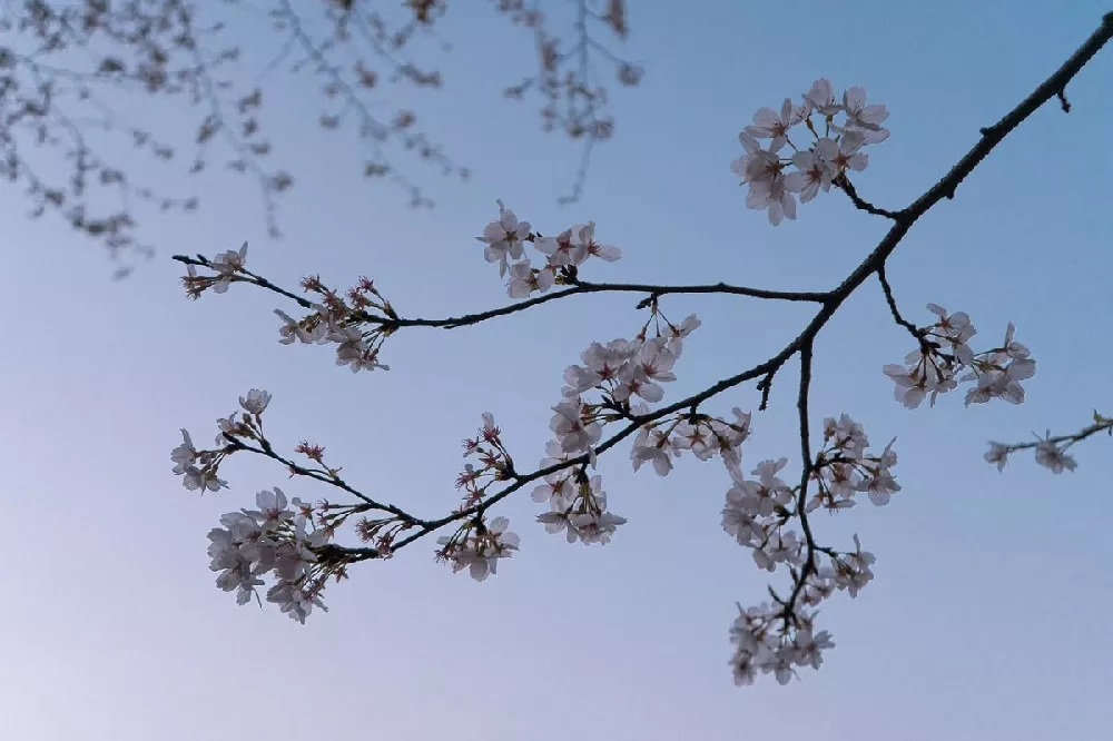 Weeping Yoshino Cherry Tree