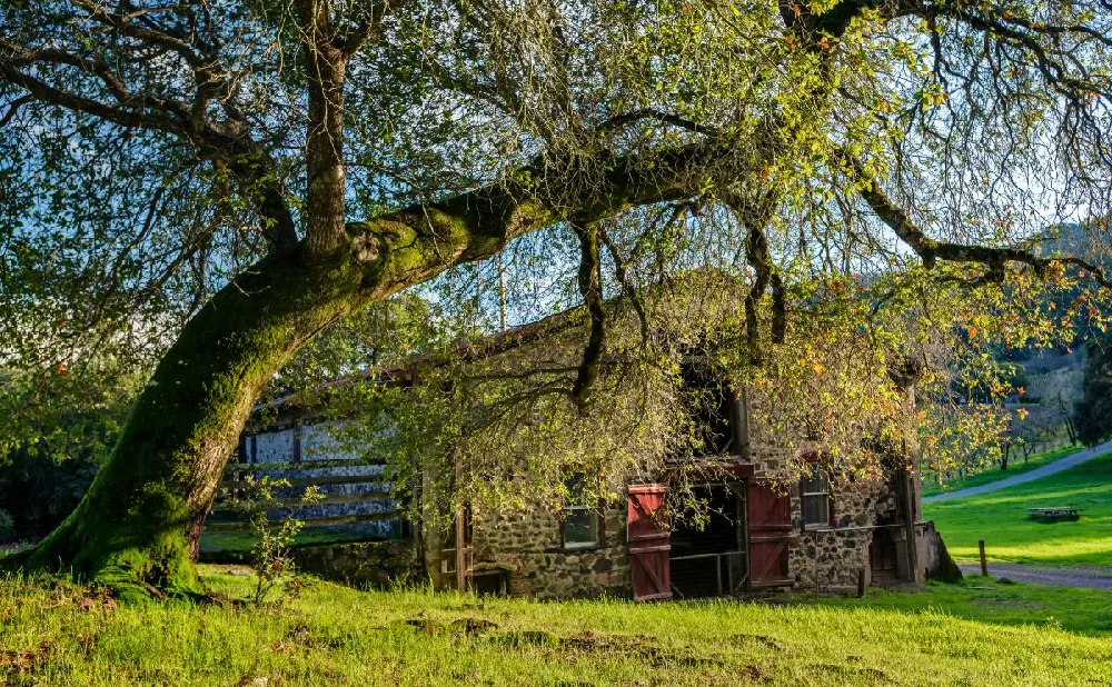 West Coast Live Oak