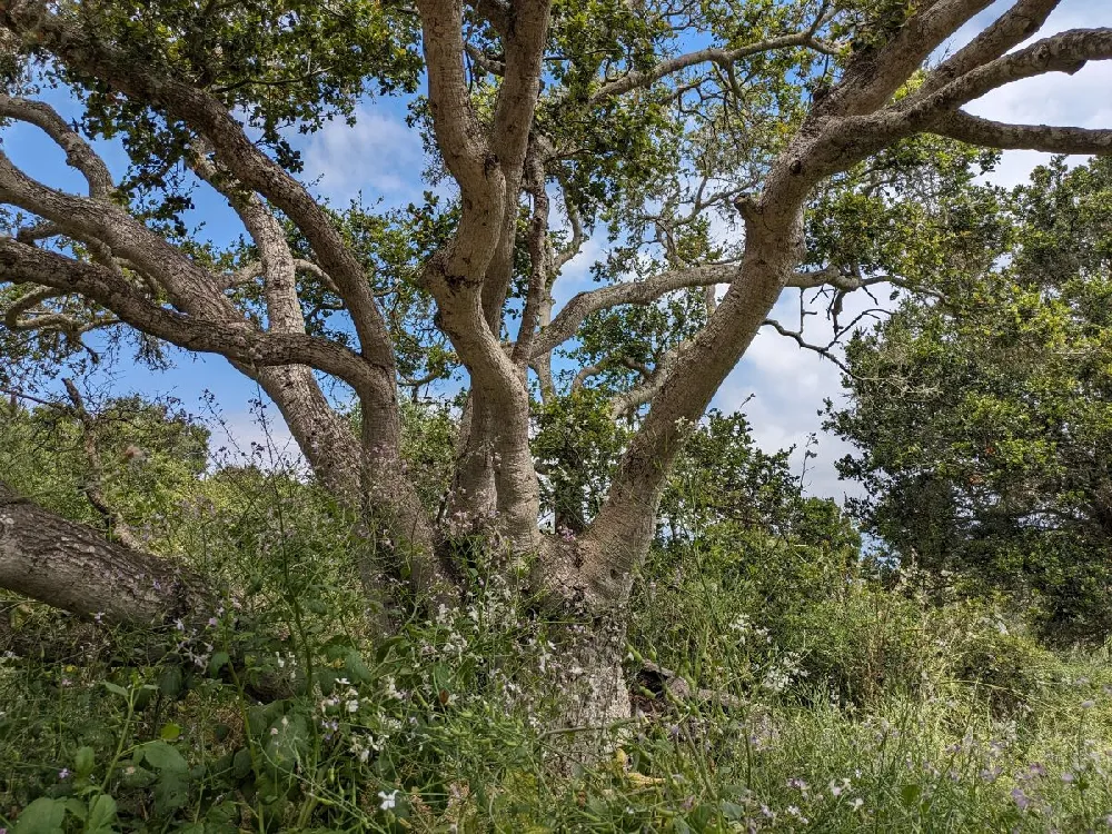 West Coast Live Oak