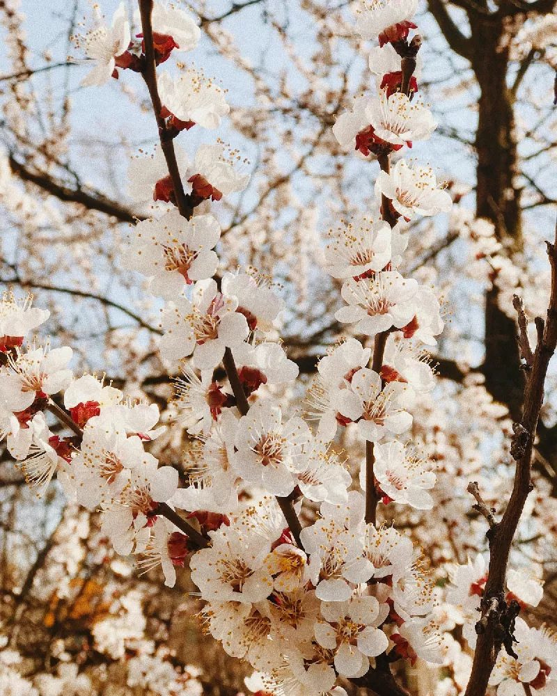 White Weeping Cherry Tree